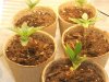 seedlings 11-20-11 011.jpg