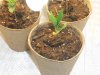 seedlings 11-20-11 010.jpg