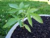 dads seedling 2010.jpg