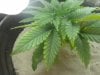 plant 3wk4d 012.jpg