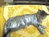 Duct_Taped_Cat-769675.jpg