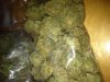 greencrack-33.jpg