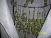 L.S.D Harvest phenos 2 and 3 (11-18-11 (3).jpg