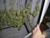 L.S.D Harvest phenos 2 and 3 (11-18-11 (6).jpg