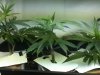 Grow #1 065.jpg