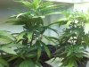 Grow #1 061.jpg