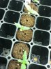 Grow #1 056.jpg