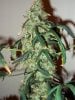 Blue Widow crossed with AK-47 079.jpg