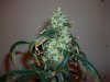 Blue Widow crossed with AK-47 072.jpg