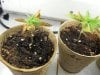 seedlings 11-29-11 002.jpg