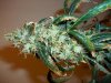 Blue Widow crossed with AK-47 098.jpg