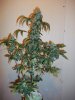 Blue Widow crossed with AK-47 096.jpg