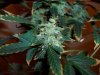 Blue Widow crossed with AK-47 091.jpg