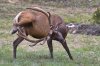 thumbs_moose_scratching_his_balls_with_antlers.jpg