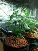 1000rr-400209-albums-my-girls-grow-room-picture1916729-super-lemon-haze.jpg