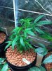 1000rr-400209-albums-my-girls-grow-room-picture1916730-ssh.jpg