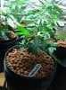 1000rr-400209-albums-my-girls-grow-room-picture1916725-platinum-bubba-kush.jpg