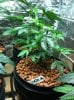 1000rr-400209-albums-my-girls-grow-room-picture1916726-crystal-og.jpg