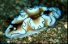 nudibranch3.jpg