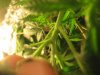 Grolog(day 4 of flowering) 007.jpg