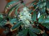 Blue Widow crossed with AK-47 103.jpg