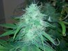 bud 7 week start (2).jpg