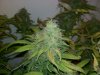 bud 7 week start (3).jpg