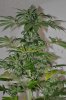 White Widow Harvest 12-3-11 004.jpg