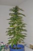 White Widow Harvest 12-3-11 003.jpg