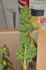 White Widow Harvest 12-3-11 030.jpg