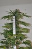 White Widow Harvest 12-3-11 019.jpg