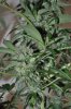 White Widow Harvest 12-3-11 005.jpg