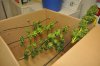 White Widow Harvest 12-3-11 029.jpg