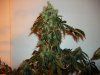 Blue Widow crossed with AK-47 Dec. 8th 012.jpg