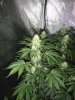 day 24 flowering 007.jpg