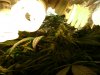 new grow 3 048.jpg