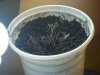 Grow day 3 003.jpg