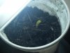 Grow day 3 004.jpg