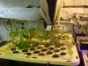 Clones in place 7_25.JPG