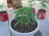 fig pie week 2 grow log 005.jpg