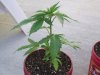 fig pie week 2 grow log 006.jpg