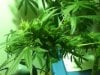 Week 7 Flower (10).jpg