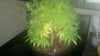 new plant yellowing 069.jpg