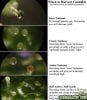 trichome_chart.jpg