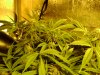 new grow 3 053.jpg