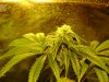 new grow 3 054.jpg