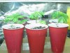 the variety grow 004.jpg