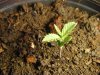 grow day 9 001.jpg