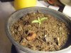 grow day 9 010.jpg