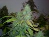 bud 8 week (12).jpg